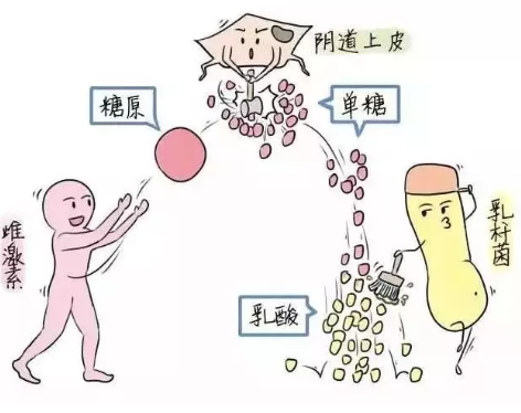 微生态在线观看黄瓜视频厂家教您如何观察分泌物样本性状