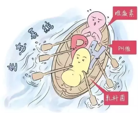 阴道微生态黄瓜视频成人A片免费观看厂家解析女性阴道分泌物的奥妙