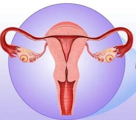 妇科阴道炎黄瓜视频成人A片免费观看器厂家提醒女性坚持泡水喝，消炎灭菌，远离妇科炎症